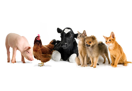 Animal agriculture nutrition - Sanimax