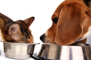 Cat and dog eating pet food